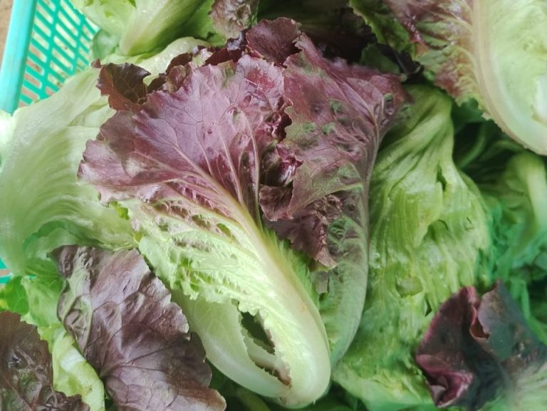 Lettuce Exports India