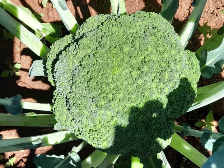 Broccoli Exports India