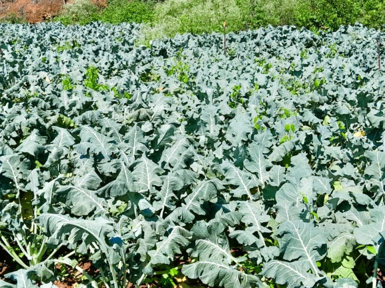 Broccoli Exports India