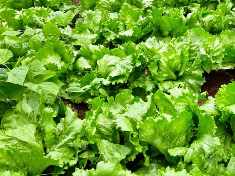 Lettuce Exports India