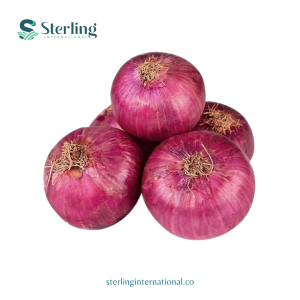 Onion Export